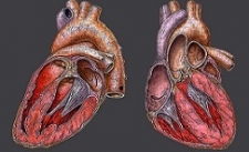 How Does the Heart Work?